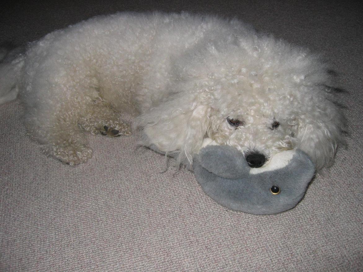 Bichon à poil frisé Max (Skovfryd Snow Max) billede 35