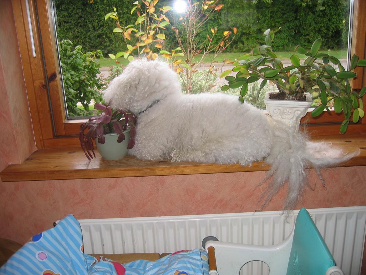 Bichon à poil frisé Max (Skovfryd Snow Max) - Venter på Lisa kommer hjem billede 11