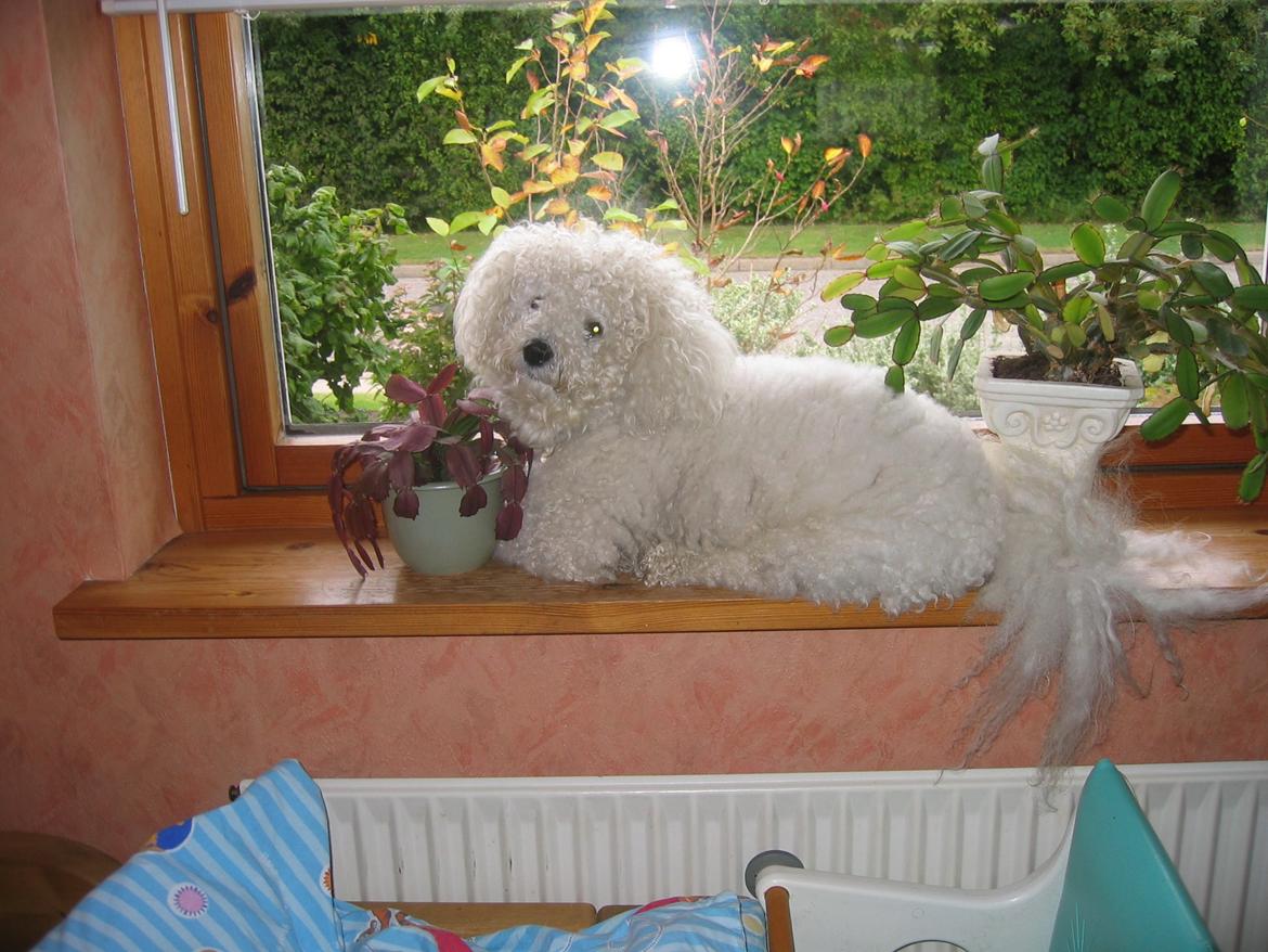 Bichon à poil frisé Max (Skovfryd Snow Max) - Hun kommer nu  billede 12
