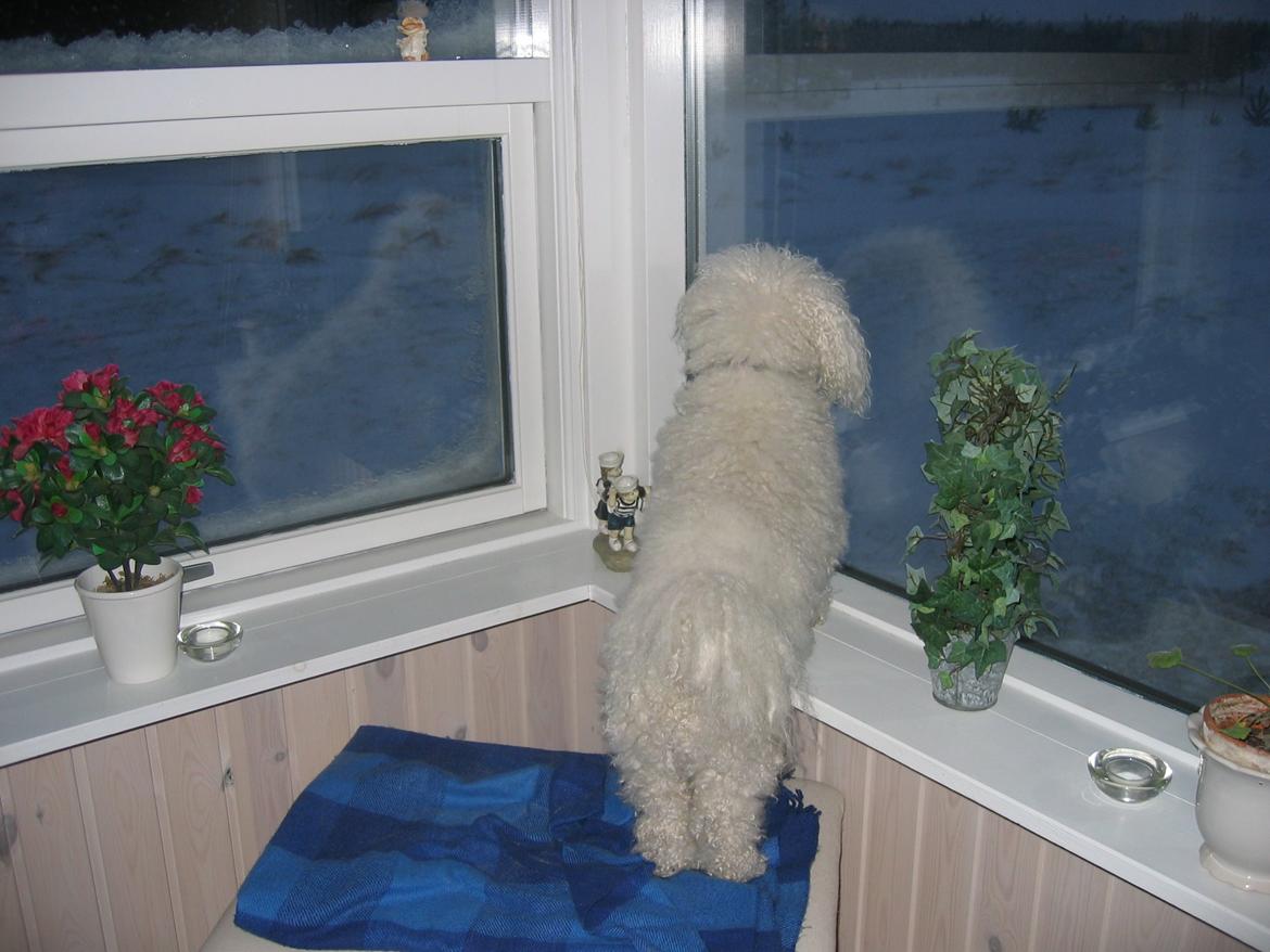 Bichon à poil frisé Max (Skovfryd Snow Max) billede 36