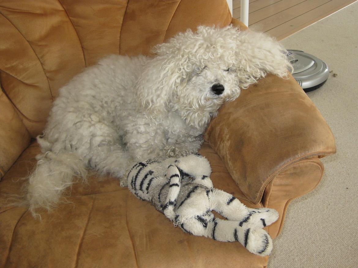 Bichon à poil frisé Max (Skovfryd Snow Max) billede 37