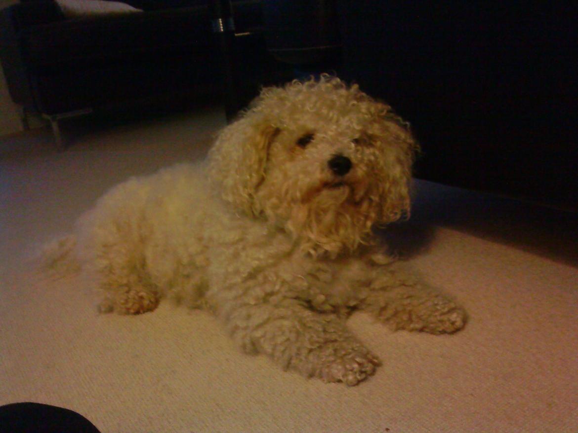 Bichon à poil frisé Max (Skovfryd Snow Max) billede 38