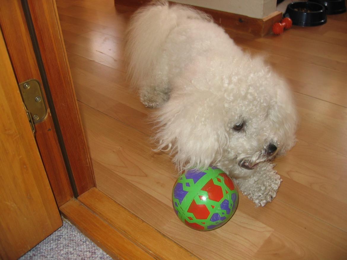 Bichon à poil frisé Max (Skovfryd Snow Max) billede 39