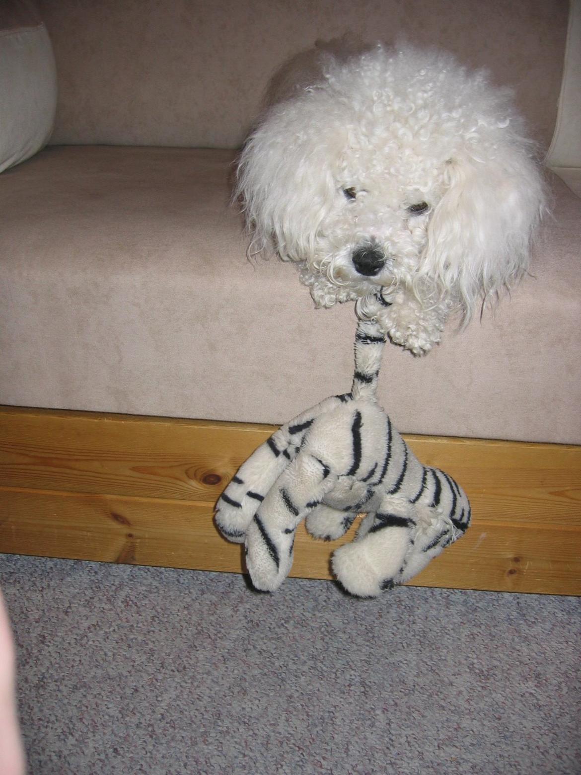 Bichon à poil frisé Max (Skovfryd Snow Max) billede 40