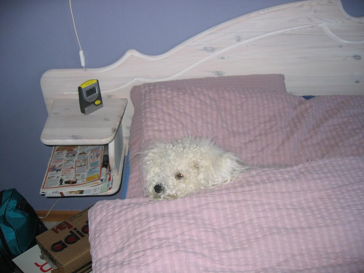 Bichon à poil frisé Max (Skovfryd Snow Max) billede 41