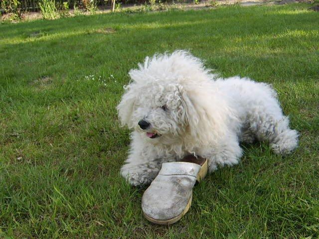Bichon à poil frisé Max (Skovfryd Snow Max) billede 42