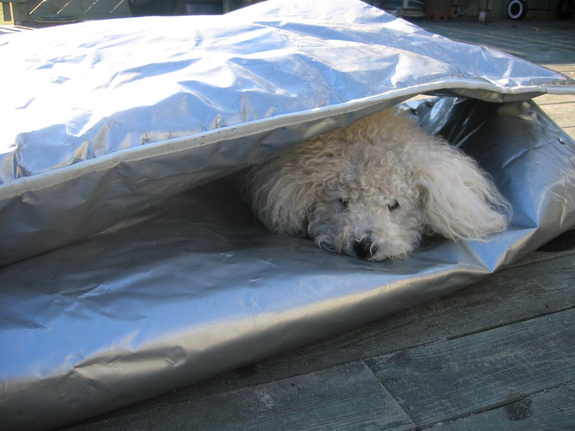 Bichon à poil frisé Max (Skovfryd Snow Max) billede 43