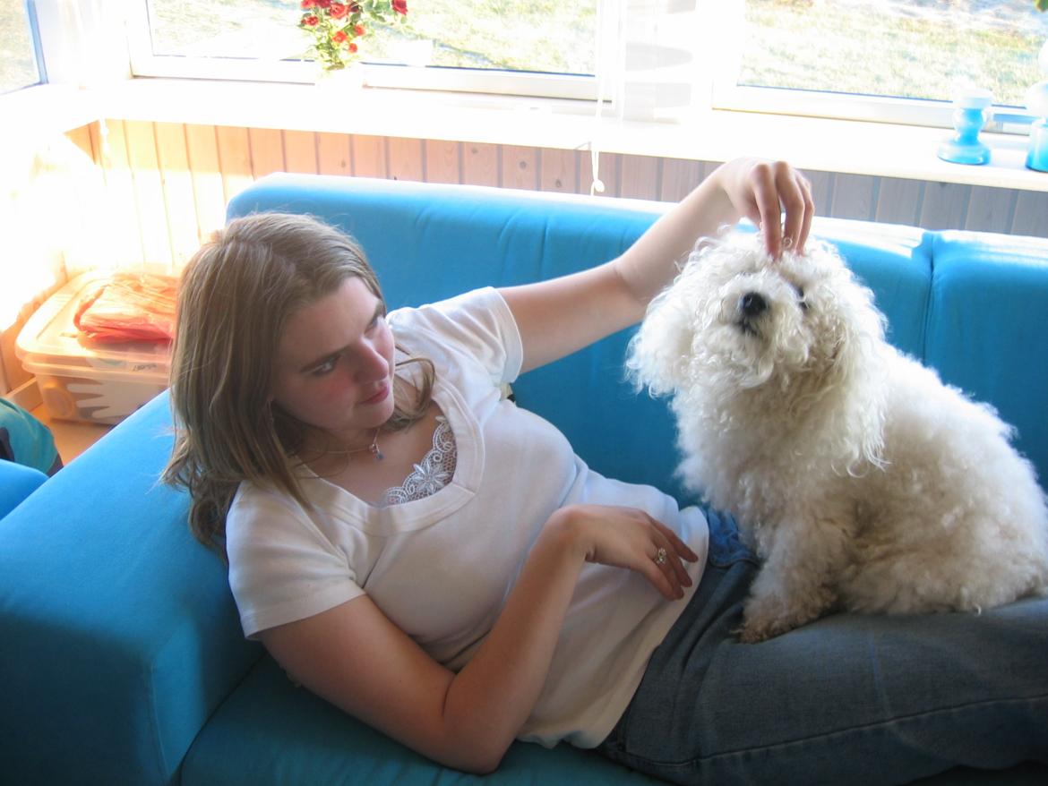 Bichon à poil frisé Max (Skovfryd Snow Max) billede 44