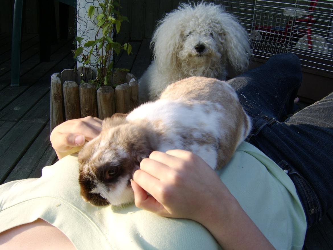 Bichon à poil frisé Max (Skovfryd Snow Max) billede 45