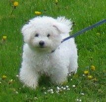 Bichon à poil frisé Max (Skovfryd Snow Max) billede 2