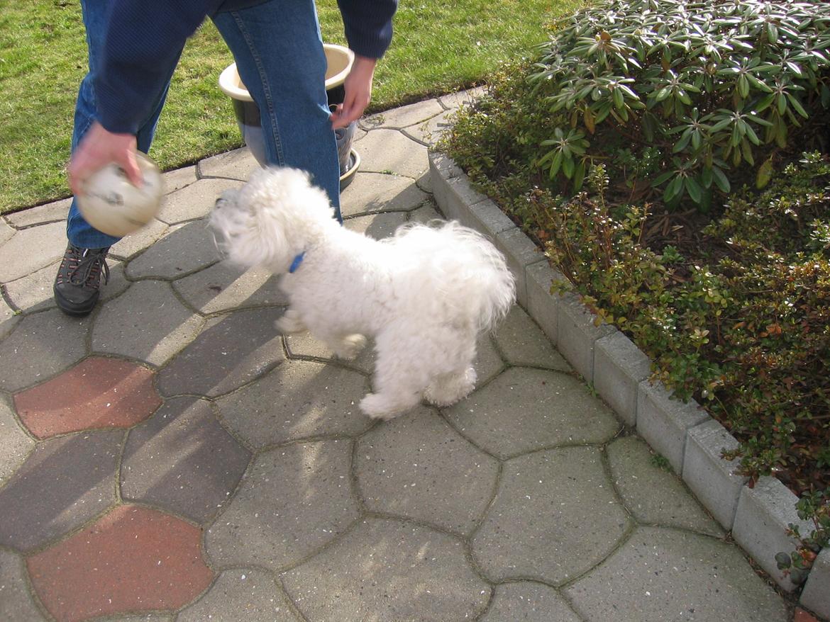 Bichon à poil frisé Max (Skovfryd Snow Max) billede 48