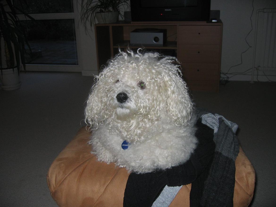 Bichon à poil frisé Max (Skovfryd Snow Max) billede 49