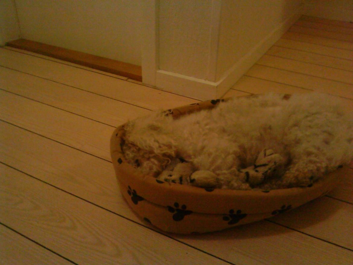 Bichon à poil frisé Max (Skovfryd Snow Max) billede 50