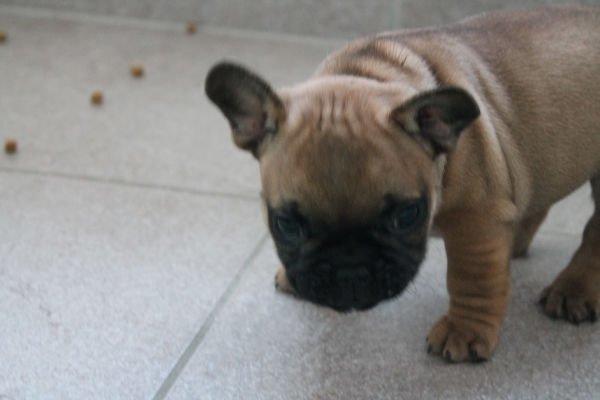 Fransk bulldog Bertram billede 1
