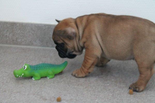 Fransk bulldog Bertram billede 2