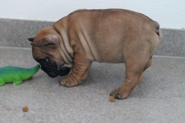 Fransk bulldog Bertram billede 3