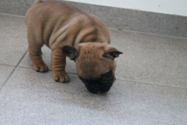 Fransk bulldog Bertram billede 4