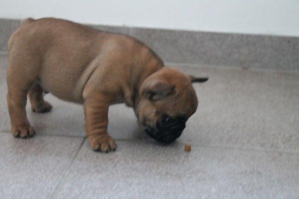 Fransk bulldog Bertram billede 5