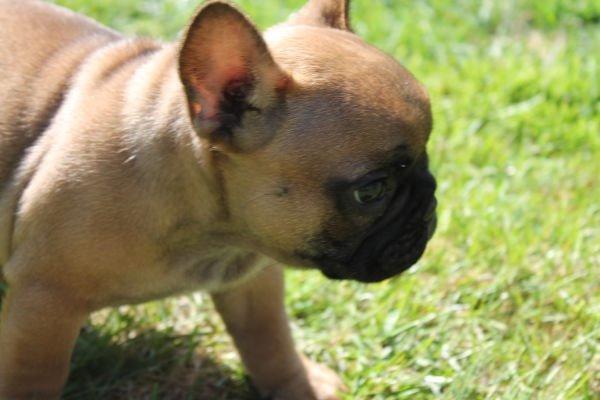 Fransk bulldog Bertram billede 6