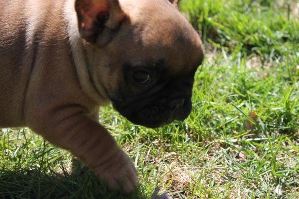 Fransk bulldog Bertram billede 7