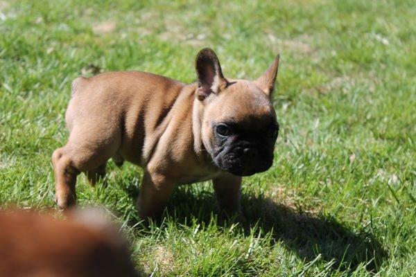 Fransk bulldog Bertram billede 8