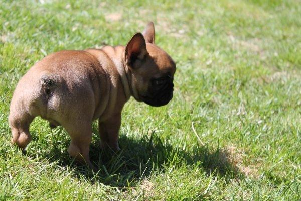 Fransk bulldog Bertram billede 9