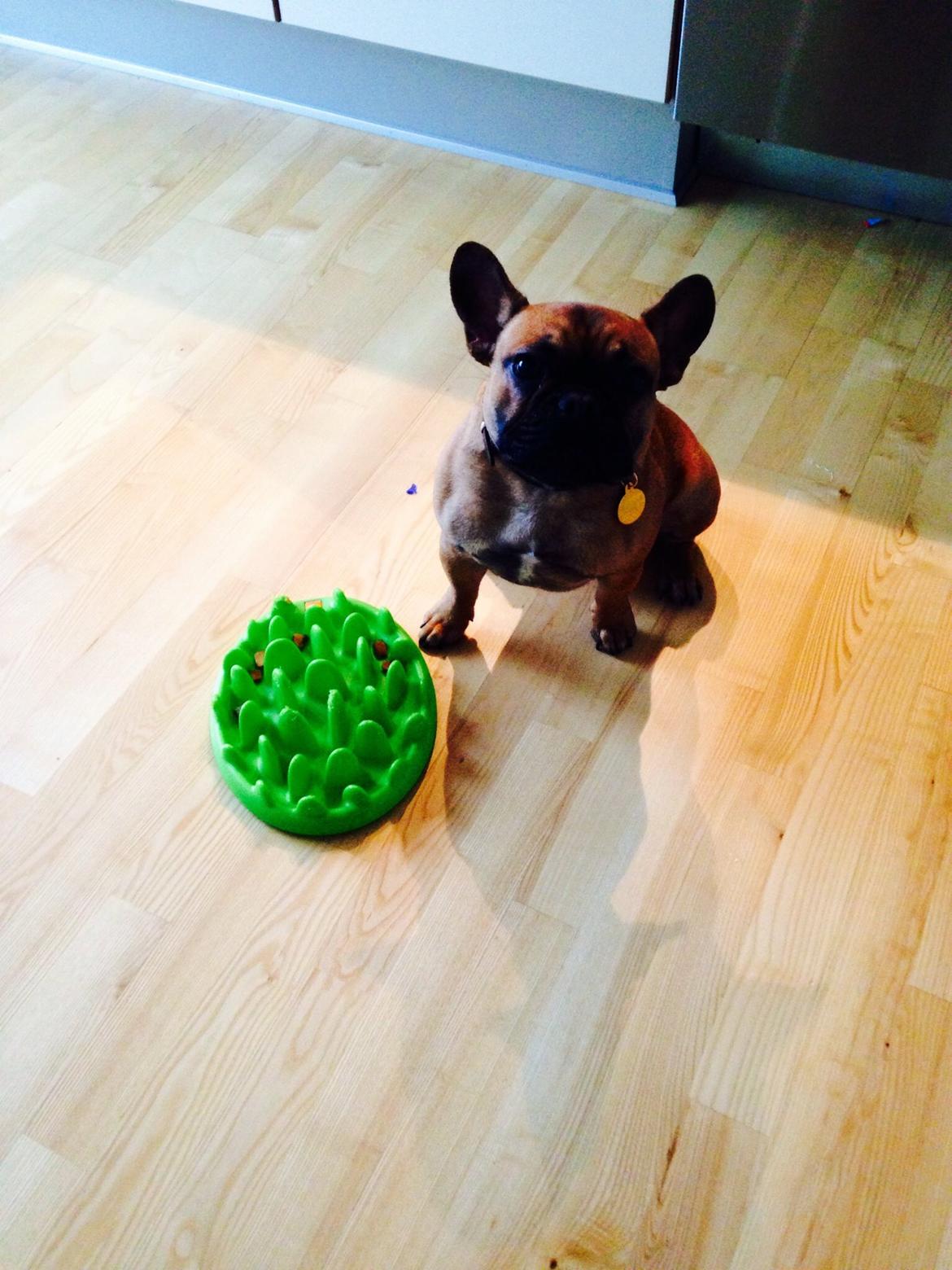 Fransk bulldog Bertram billede 10