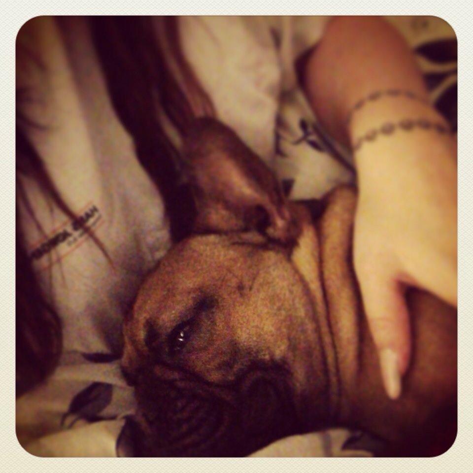 Fransk bulldog Bertram billede 11