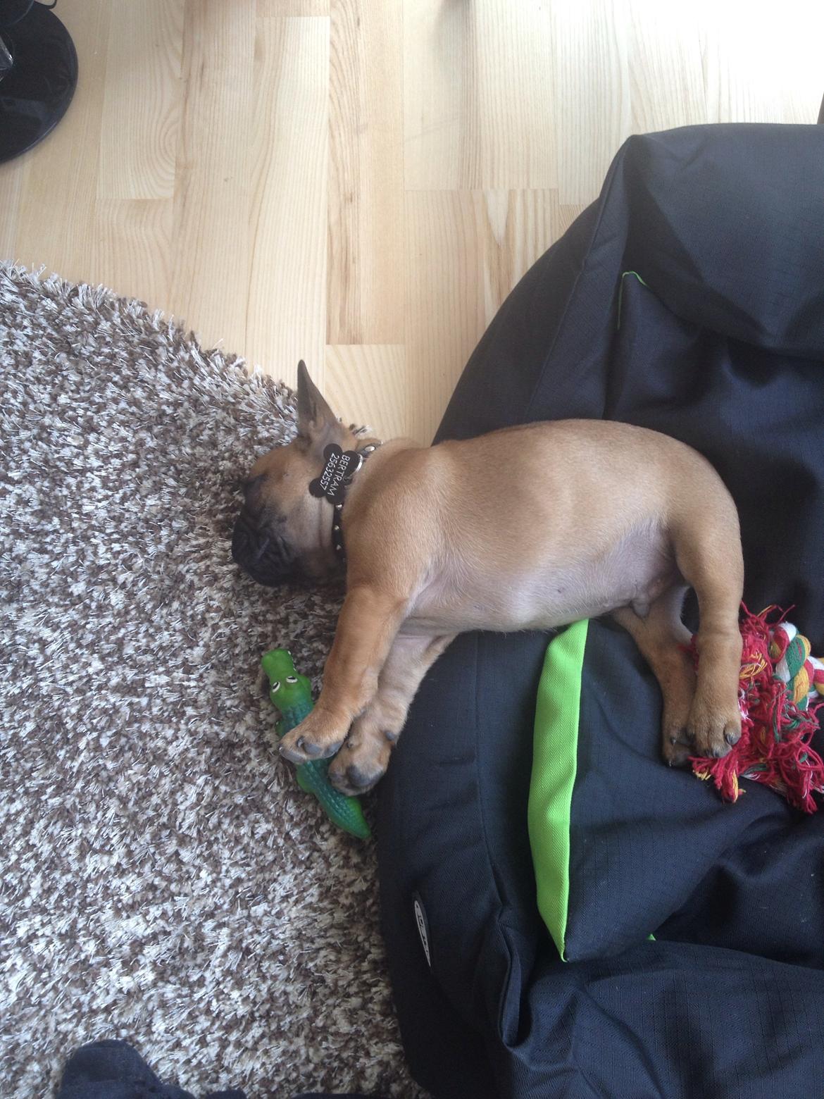 Fransk bulldog Bertram billede 12