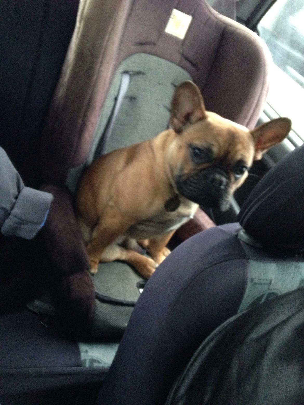 Fransk bulldog Bertram billede 13