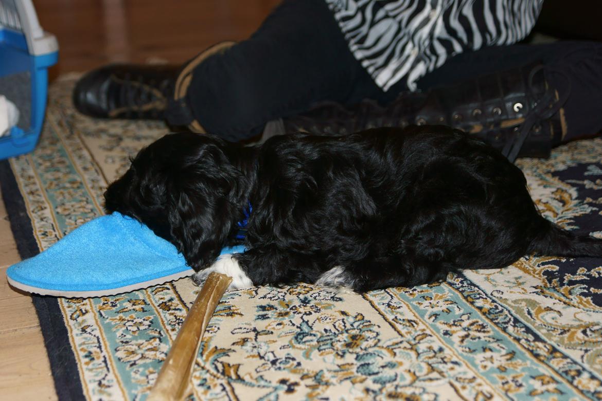 Blanding af racer Vix - Vix 9 uger billede 7