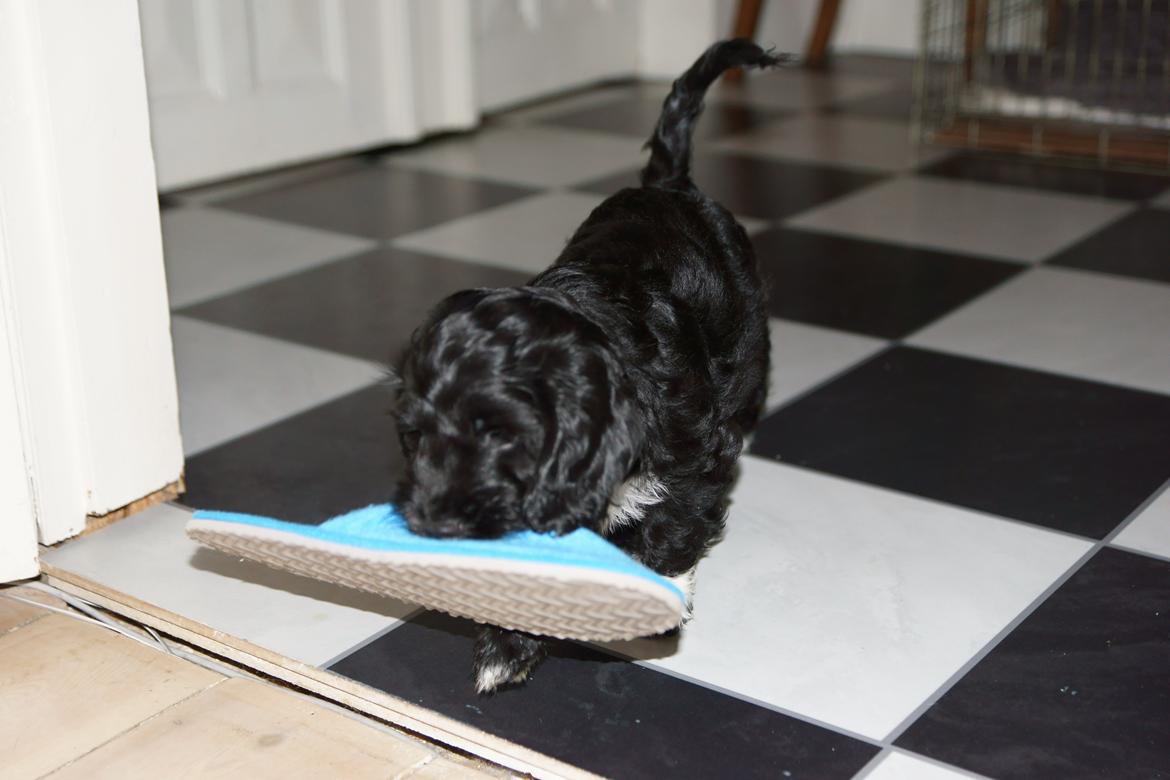 Blanding af racer Vix - Vix 9 uger billede 8