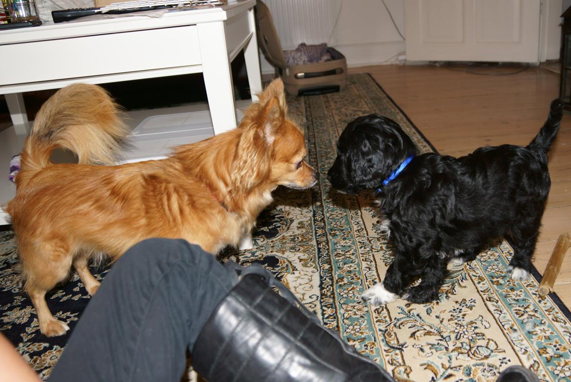 Blanding af racer Vix - Vix 9 uger, da han møder Vimse for første gang billede 9