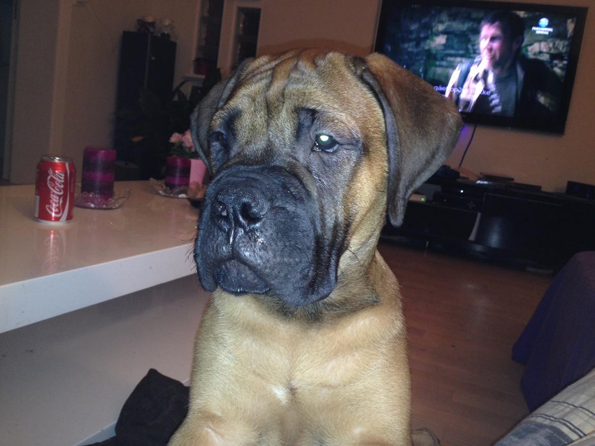 Bullmastiff Dølbert billede 2