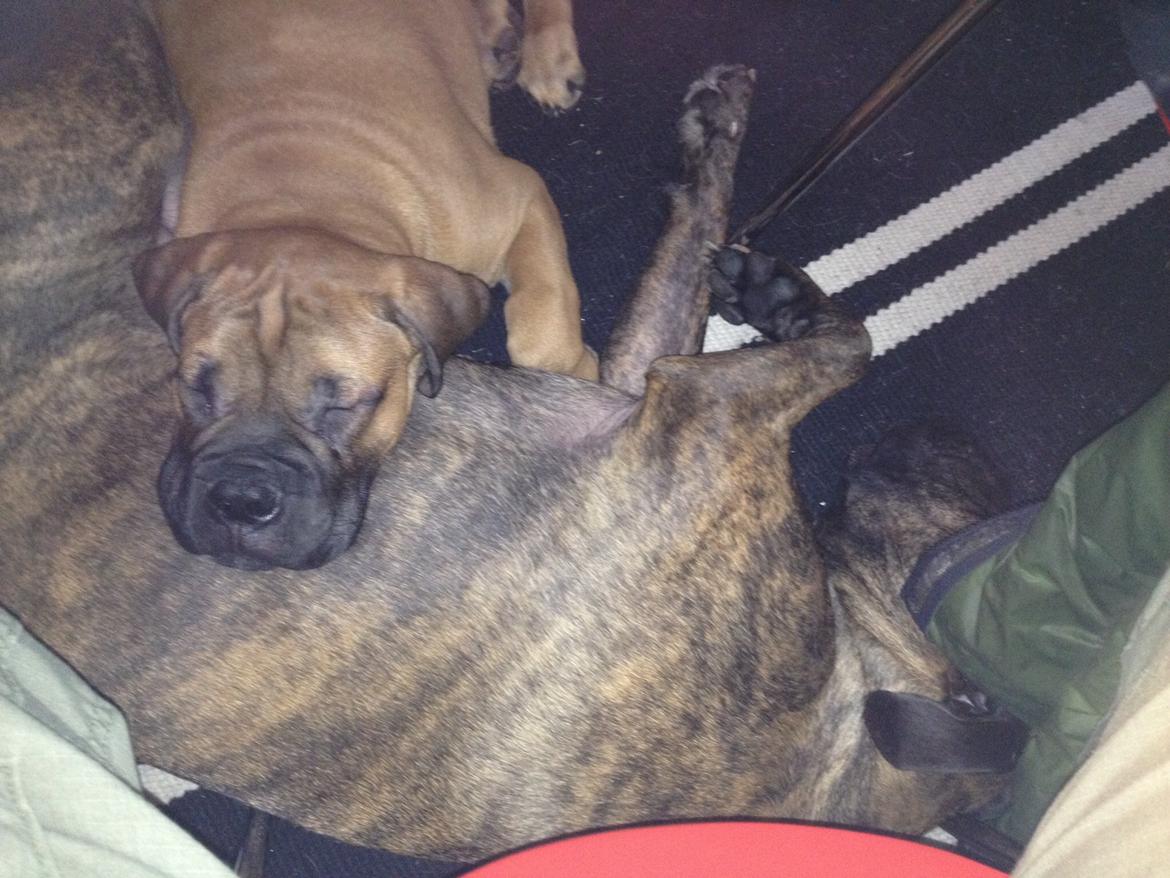 Bullmastiff Dølbert billede 3