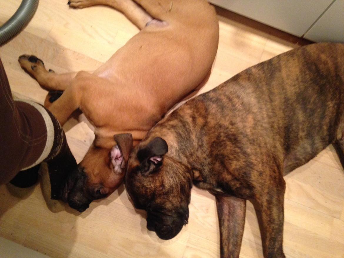 Bullmastiff Dølbert billede 4