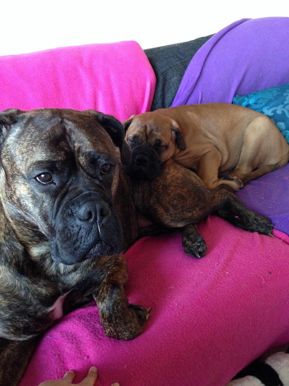 Bullmastiff Dølbert billede 5