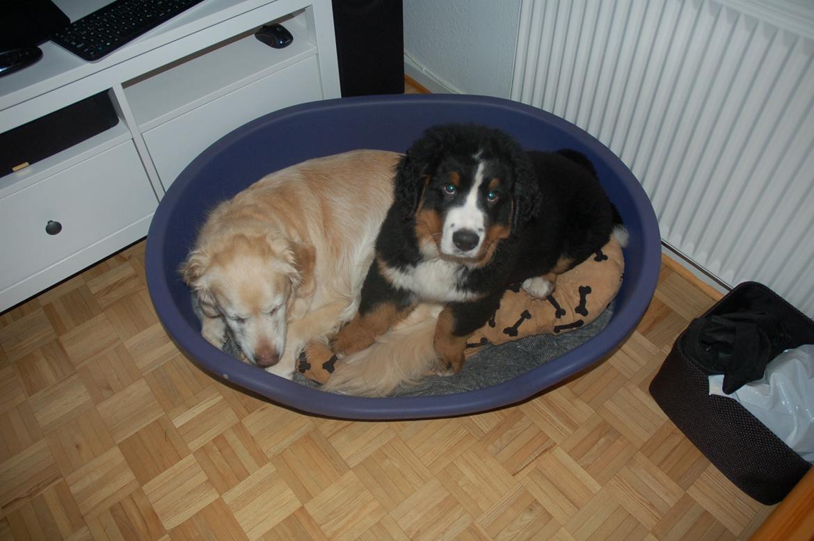 Berner sennenhund Pa-Di Sinclair's Navajo - Det kan vi altså godt ;) billede 5