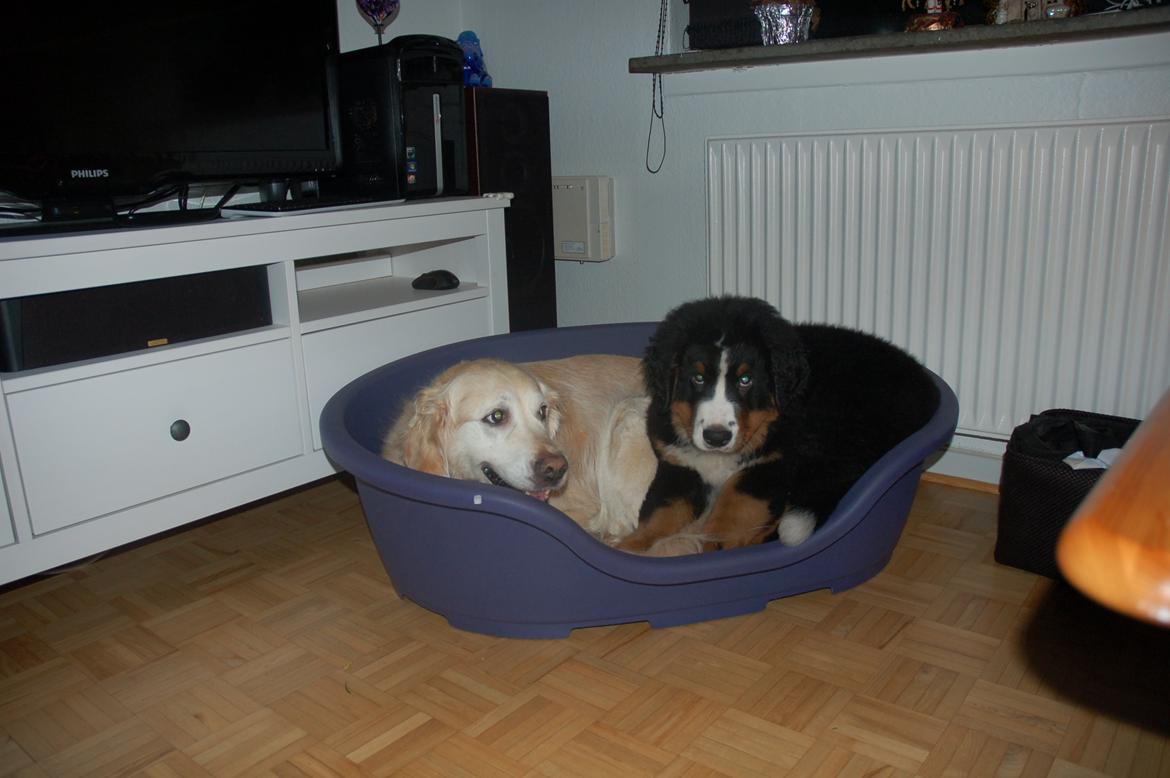 Berner sennenhund Pa-Di Sinclair's Navajo - Vi kan altså godt være her og spise ben begge to, mor :) billede 4