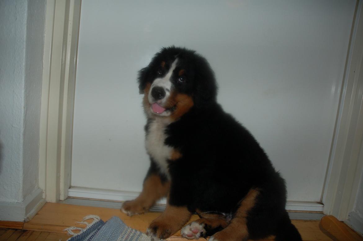 Berner sennenhund Pa-Di Sinclair's Navajo - Min selvvalgte soveplads :) Der er alt for varmt i mor og fars soveværelse.. Men nogle gange lister jeg op i kurven til min storesøster Bea om morgenen <3 billede 6