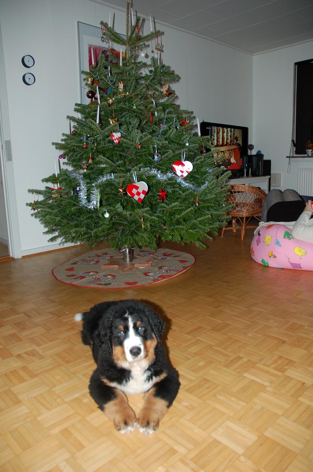 Berner sennenhund Pa-Di Sinclair's Navajo - Det dersens juletræ er jeg da bare ligeglad med :) billede 7