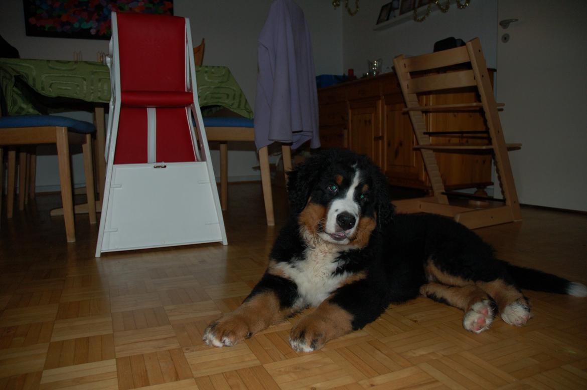 Berner sennenhund Pa-Di Sinclair's Navajo - 11 uger  billede 8