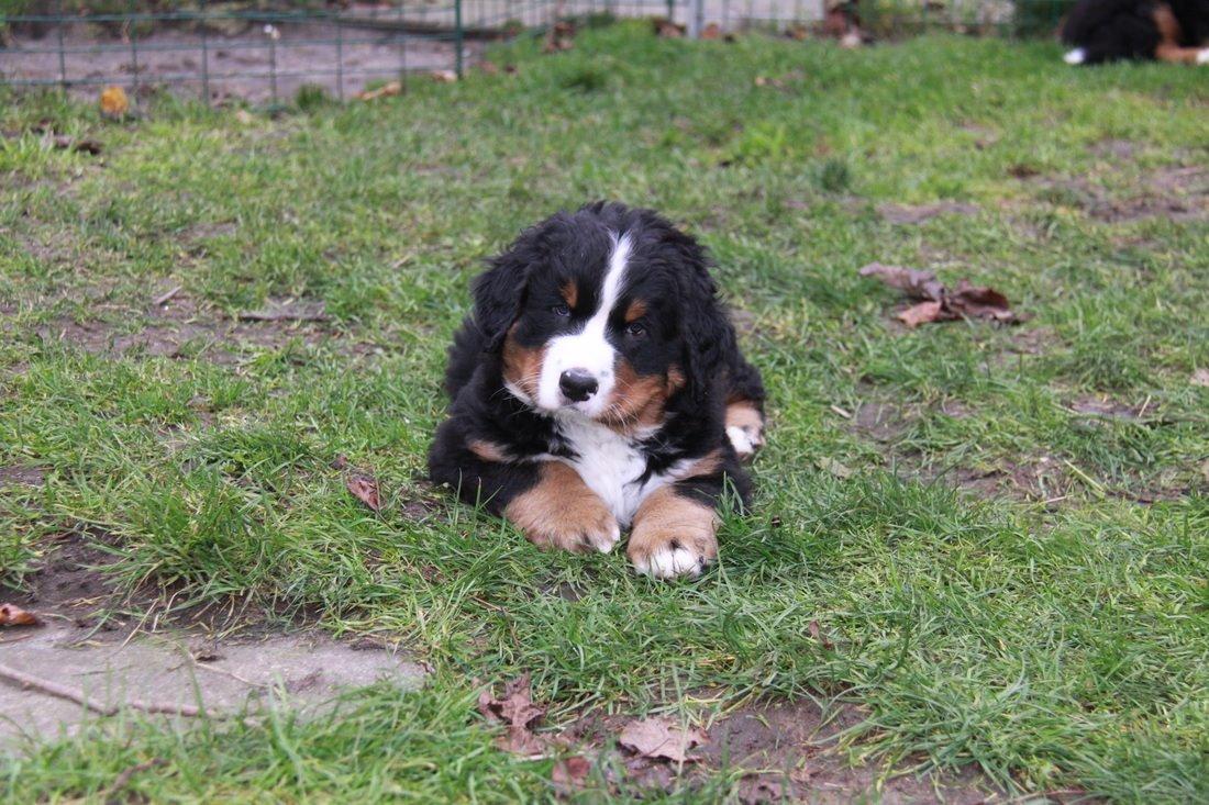 Berner sennenhund Pa-Di Sinclair's Navajo - 8 uger og klar til at flytte hjemmefra :) billede 9