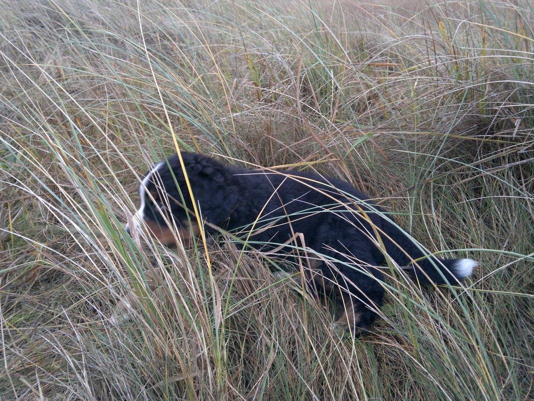 Berner sennenhund Pa-Di Sinclair's Navajo - Kratlusker ;) billede 10