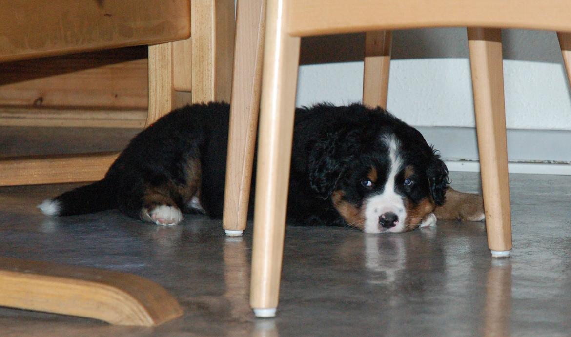 Berner sennenhund Pa-Di Sinclair's Navajo billede 11