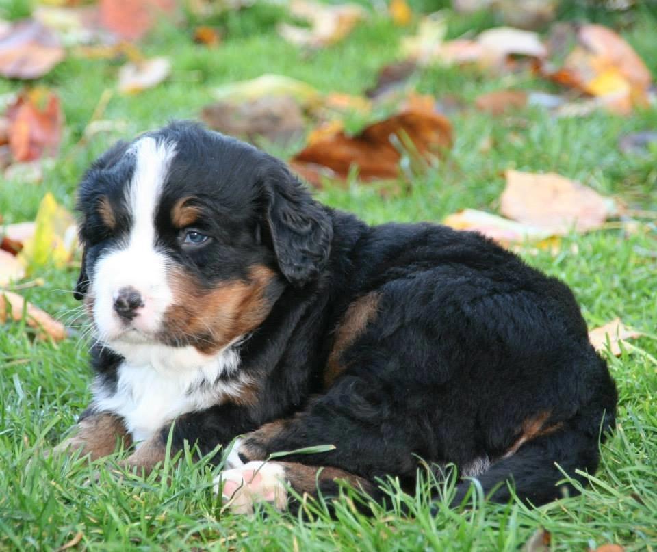 Berner sennenhund Pa-Di Sinclair's Navajo billede 3