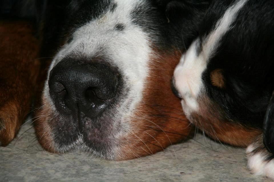 Berner sennenhund Pa-Di Sinclair's Navajo - Et mys til mor Tikka <3 billede 12