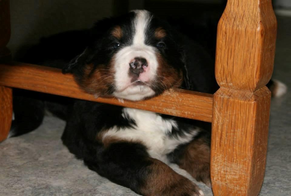 Berner sennenhund Pa-Di Sinclair's Navajo - Jeg er træt - godt der lige var en pind til at holde mit hoved. billede 13