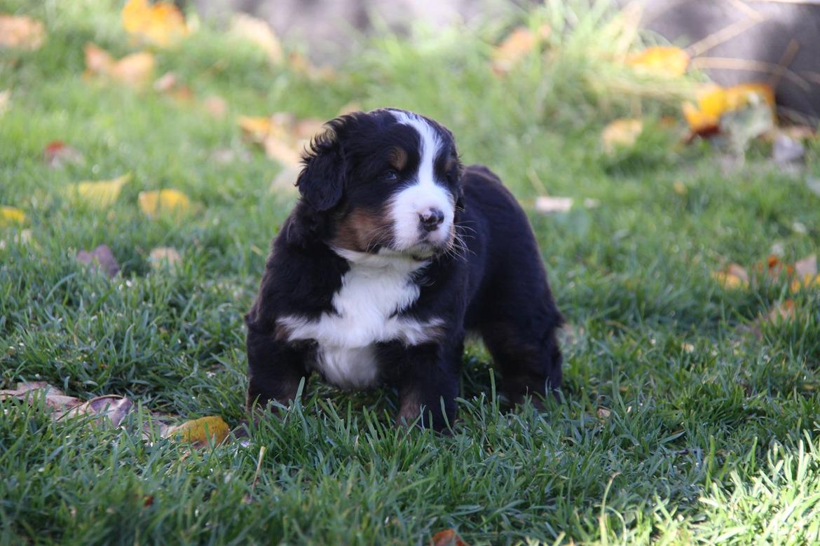 Berner sennenhund Pa-Di Sinclair's Navajo - 4 uger og en tur i haven billede 14