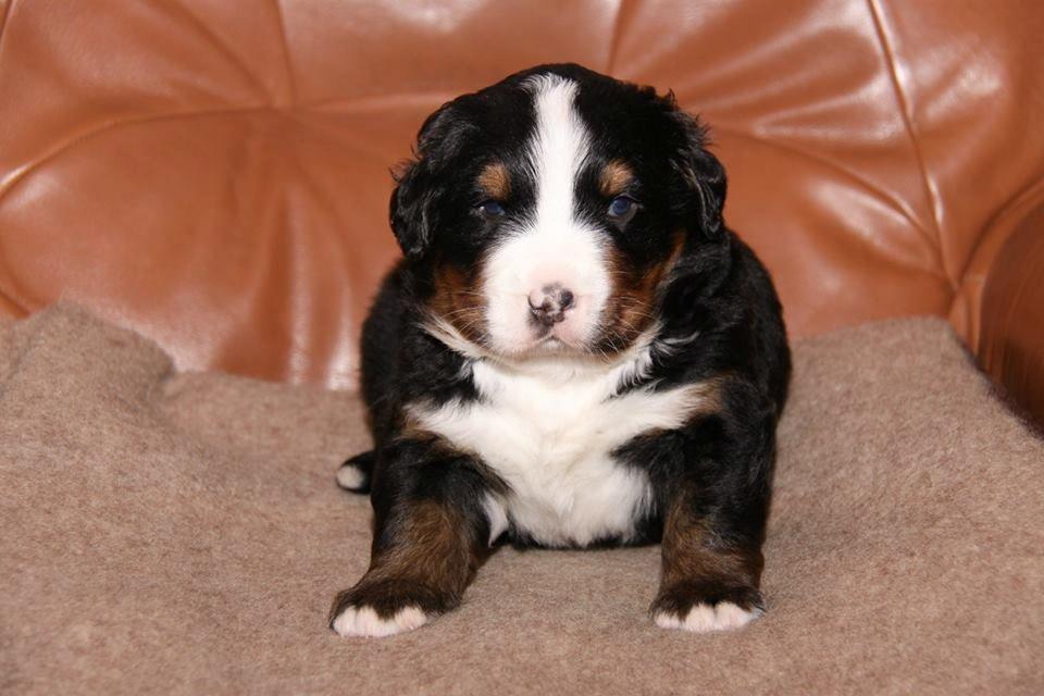 Berner sennenhund Pa-Di Sinclair's Navajo - 3 uger billede 15